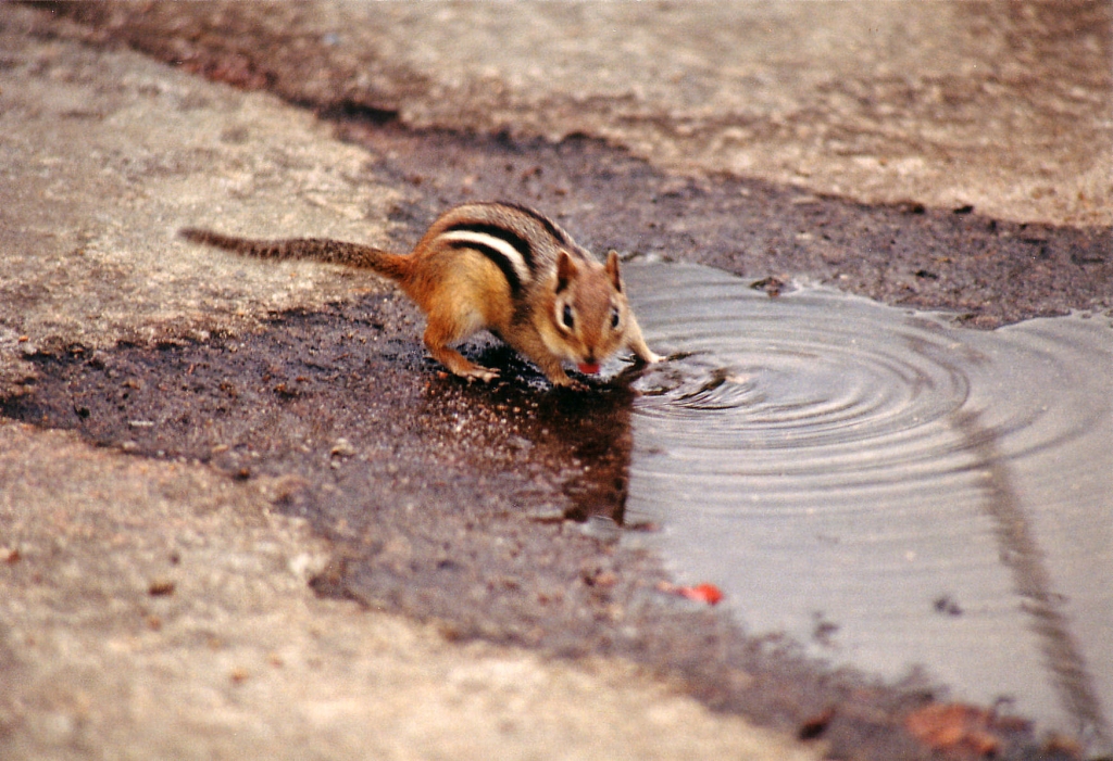 04 - Saguenay (8).jpg